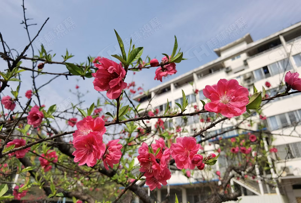 桂林鴻程花團錦簇，滿園春色，邀您一起共賞春景，共商大計！